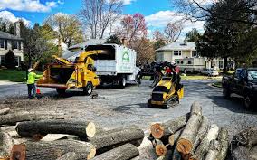 Best Tree Maintenance Programs  in Emerson, NJ