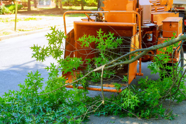 Best Tree Removal  in Emerson, NJ