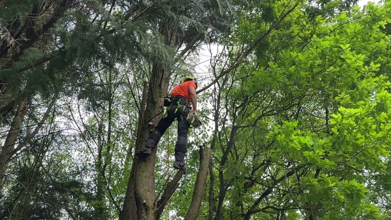 Best Hazardous Tree Removal  in Emerson, NJ