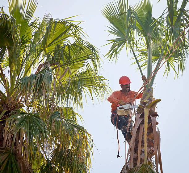 Best Lawn Dethatching  in Emerson, NJ