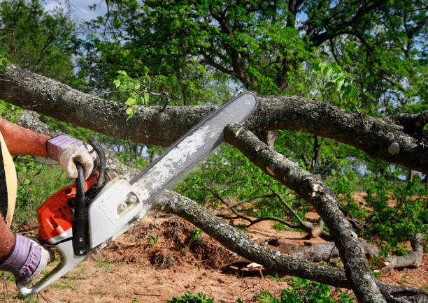 Best Root Management and Removal  in Emerson, NJ